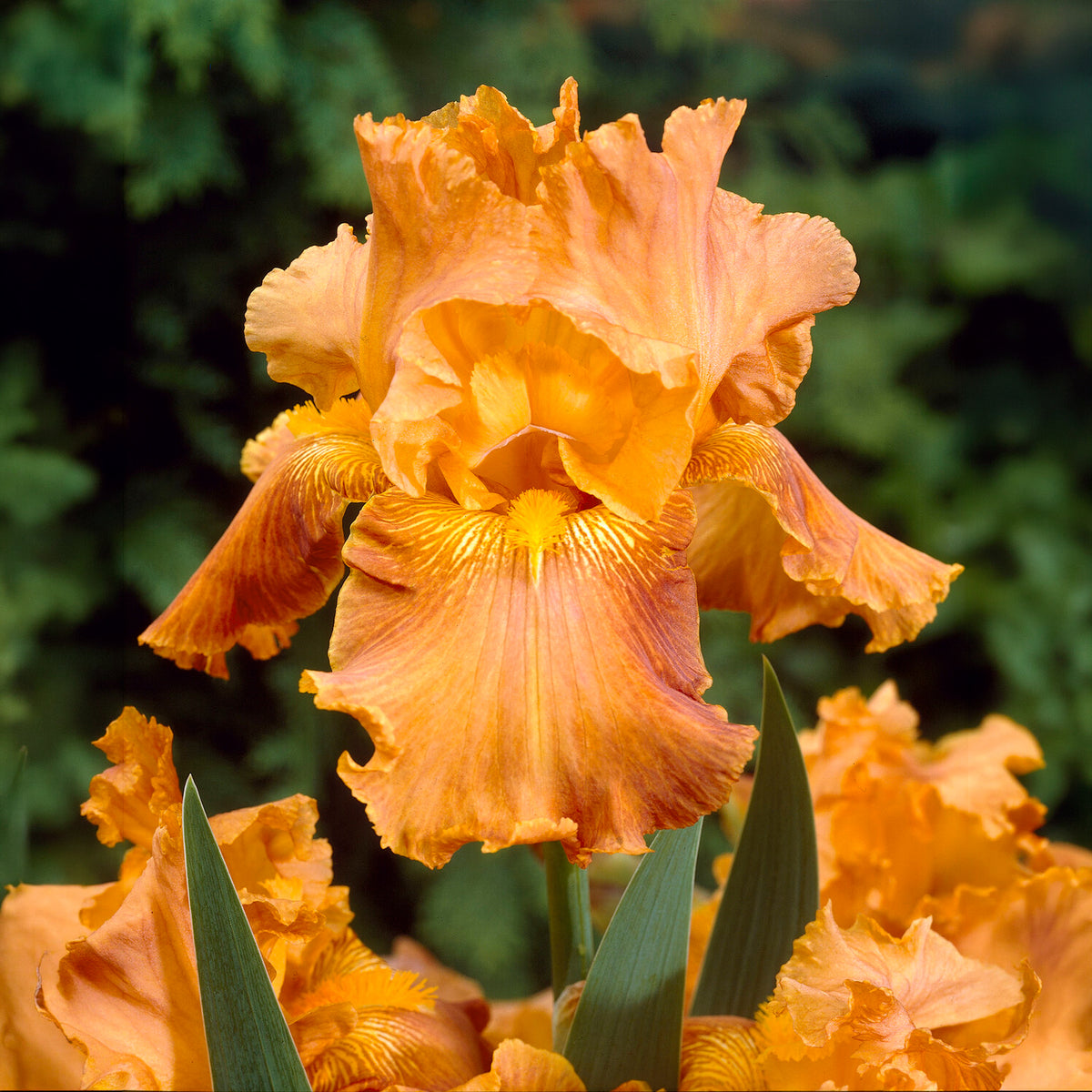 Baardiris 'Depth of Field' (x2) - Bakker
