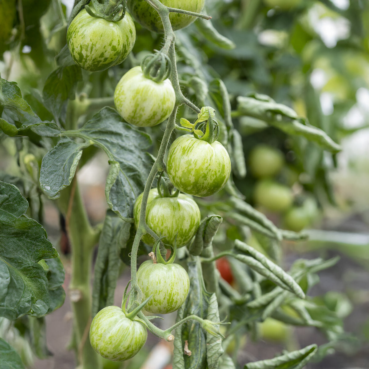 Tomaatplanten 'Green Zebra' - Bakker