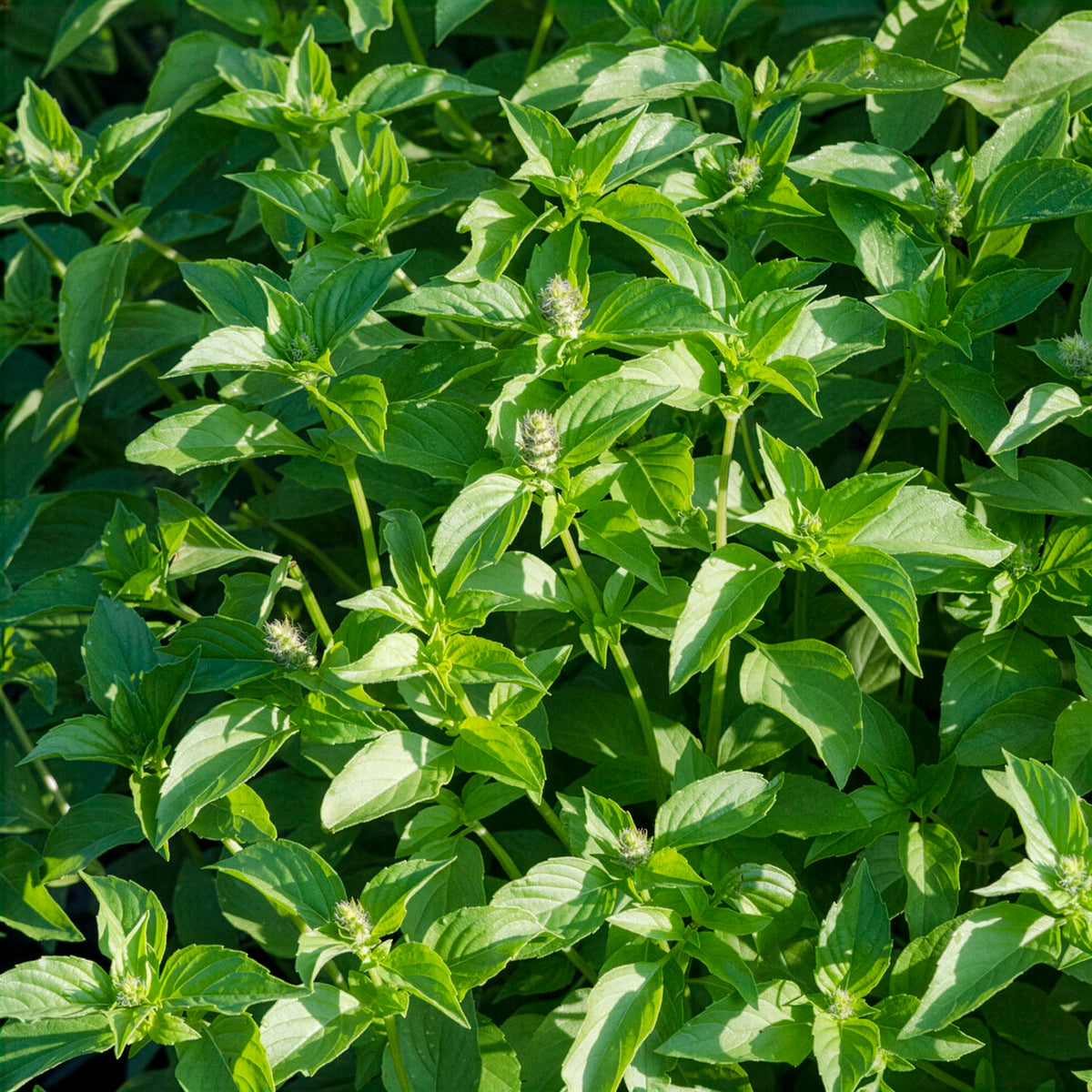 Ocimum citridorum - Citroenbasilicum - Basilicum