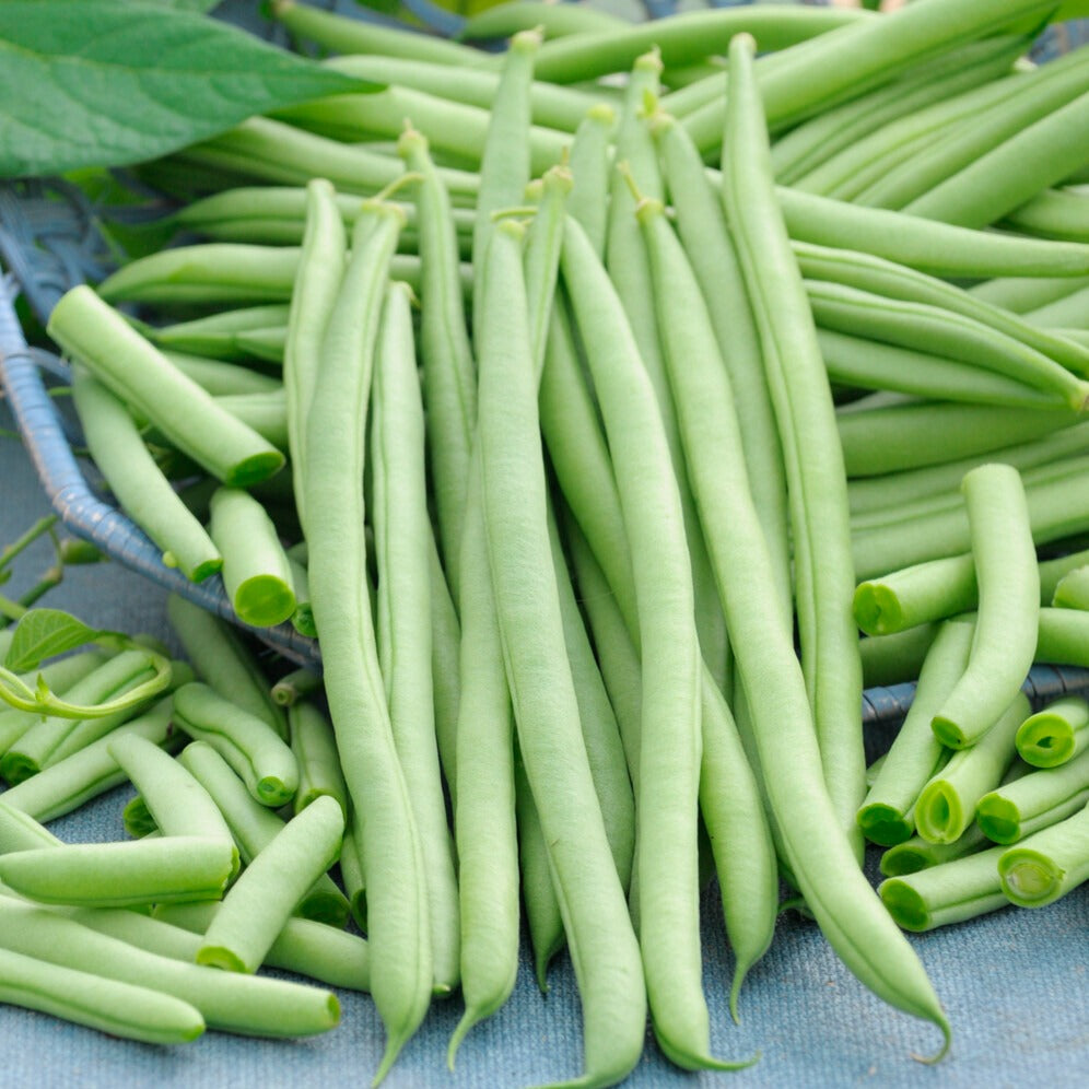 Zaden Sperzieboon 'Cobra' - Phaseolus vulgaris cobra | Bakker.com