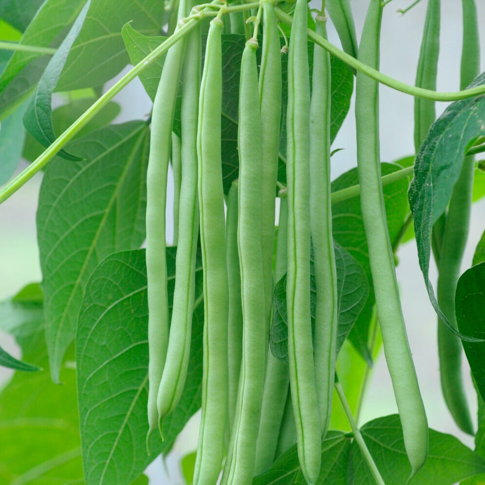 Zaden Sperzieboon 'Cobra' - Phaseolus vulgaris cobra | Bakker.com