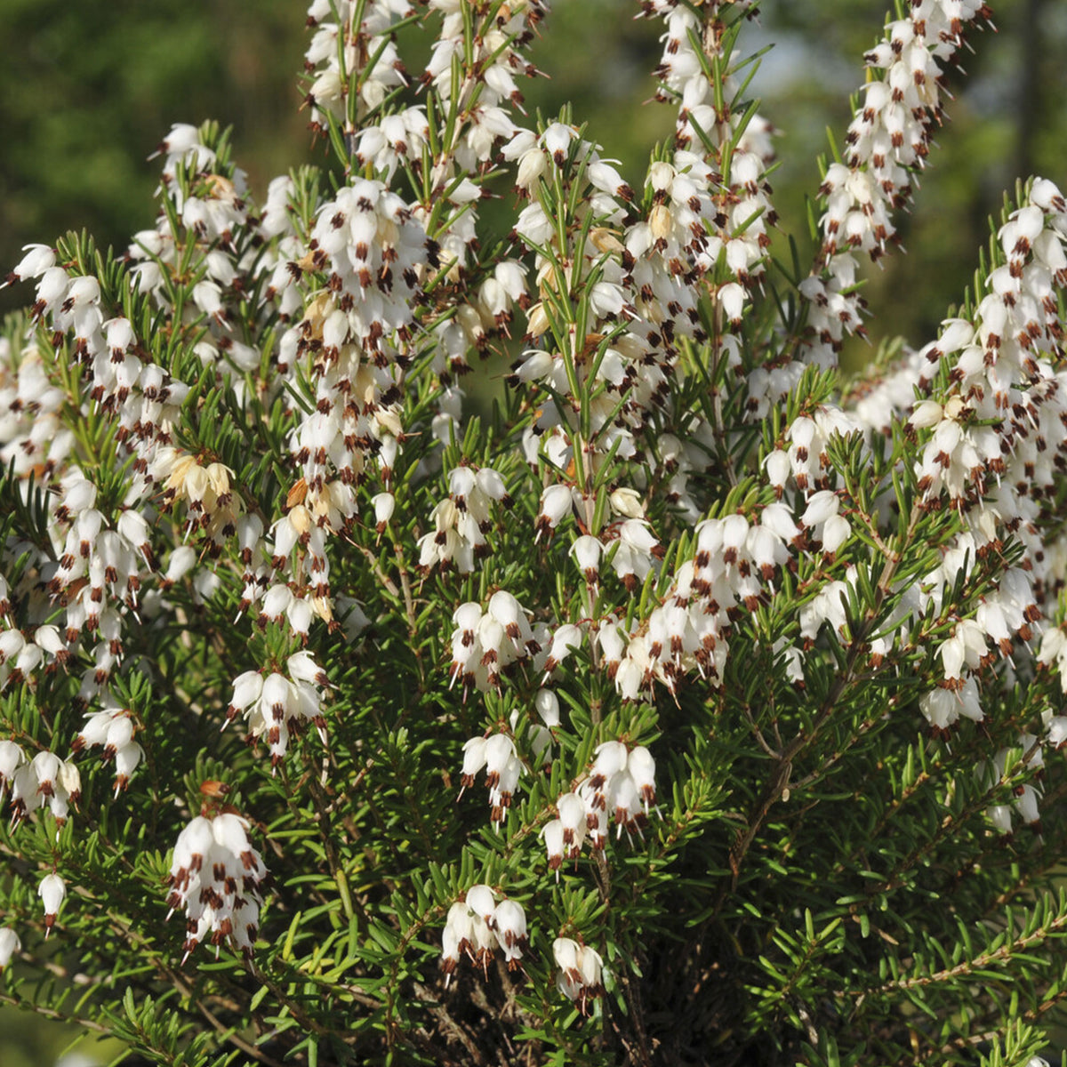 Erica darleyensis white glow - Winterheide 'White Glow' - Heideplanten