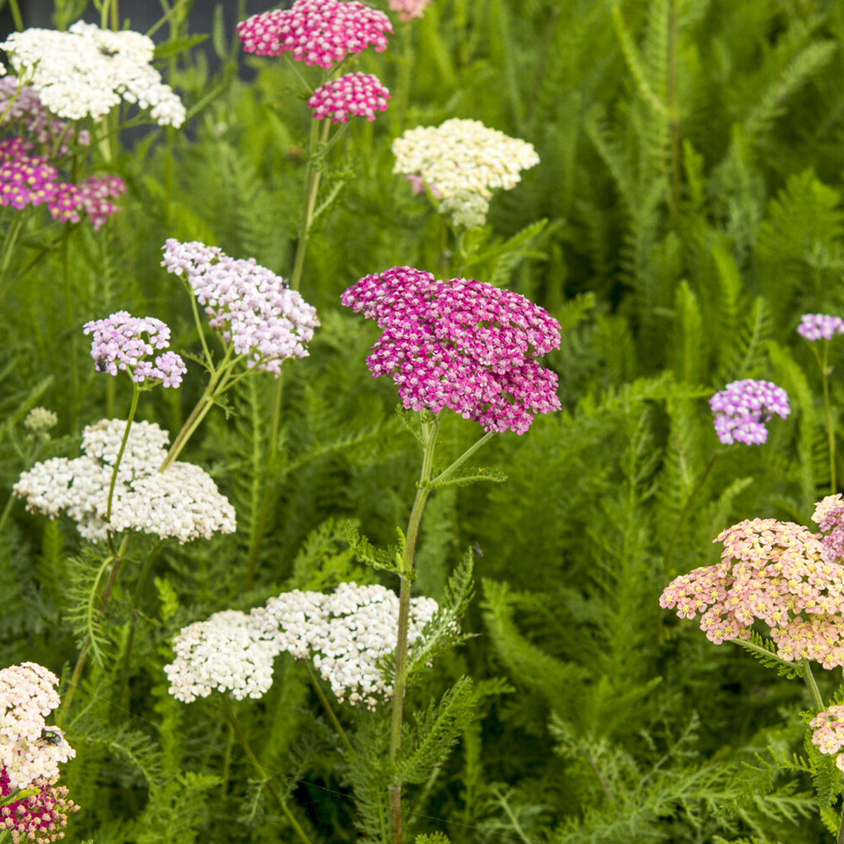 Duizendblad Summer Pastels - Bakker
