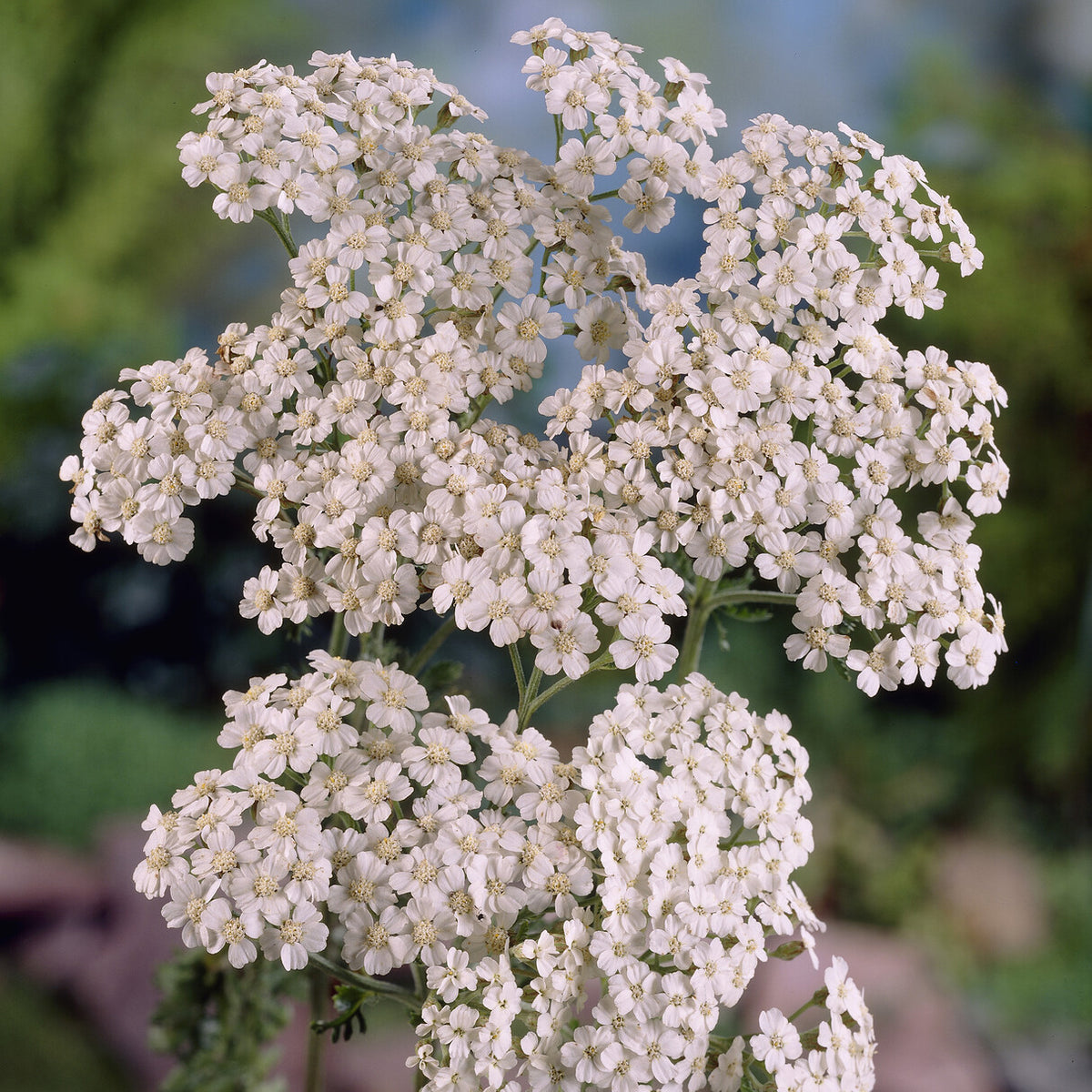 Duizendblad Schneetaler - Bakker
