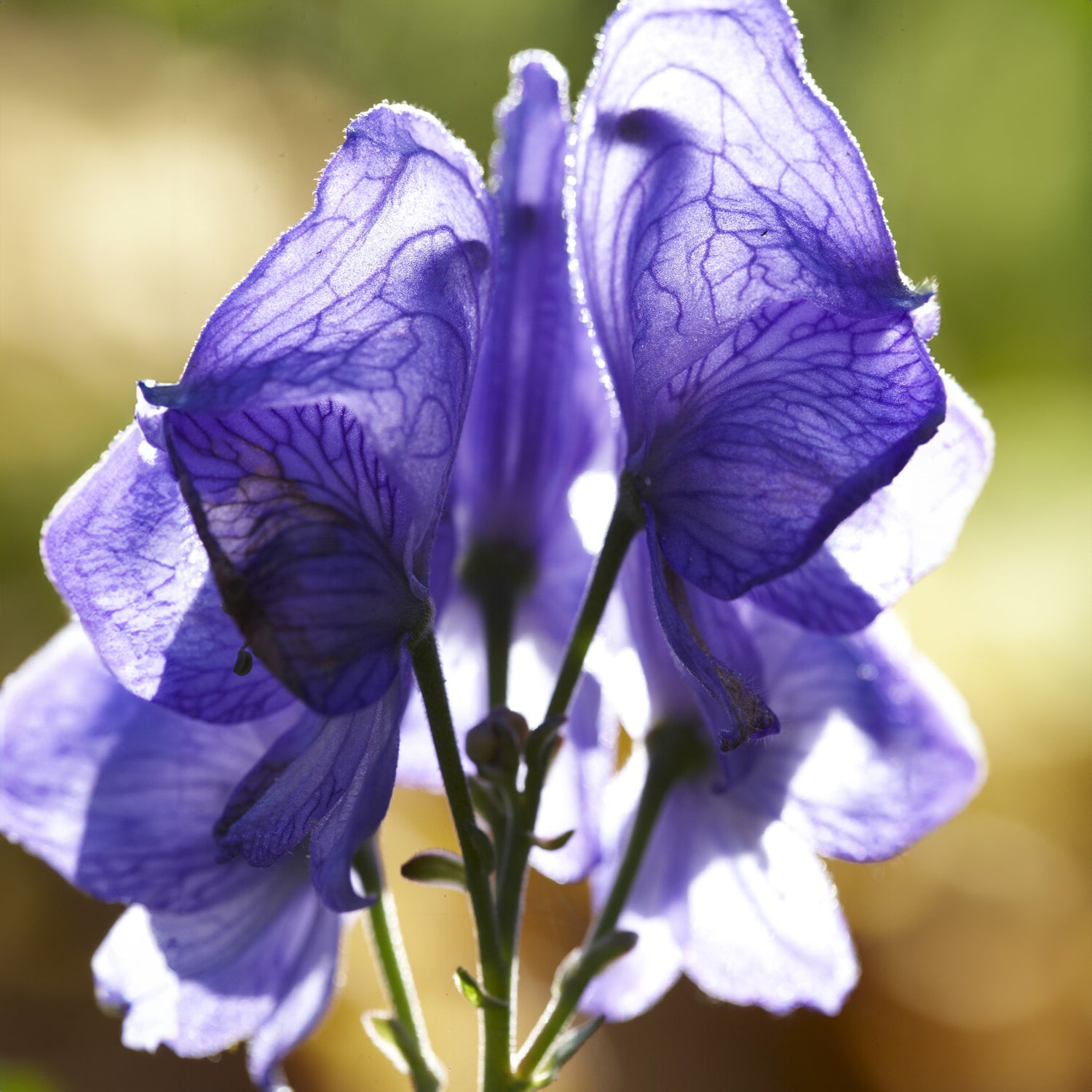 Aconitum napellus - Monnikskap Casque de Jupiter - Aconitum