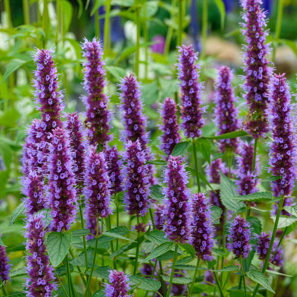 Agastache - Dropplant Beelicious Purple - Agastache Agapd Beelicious® Purple