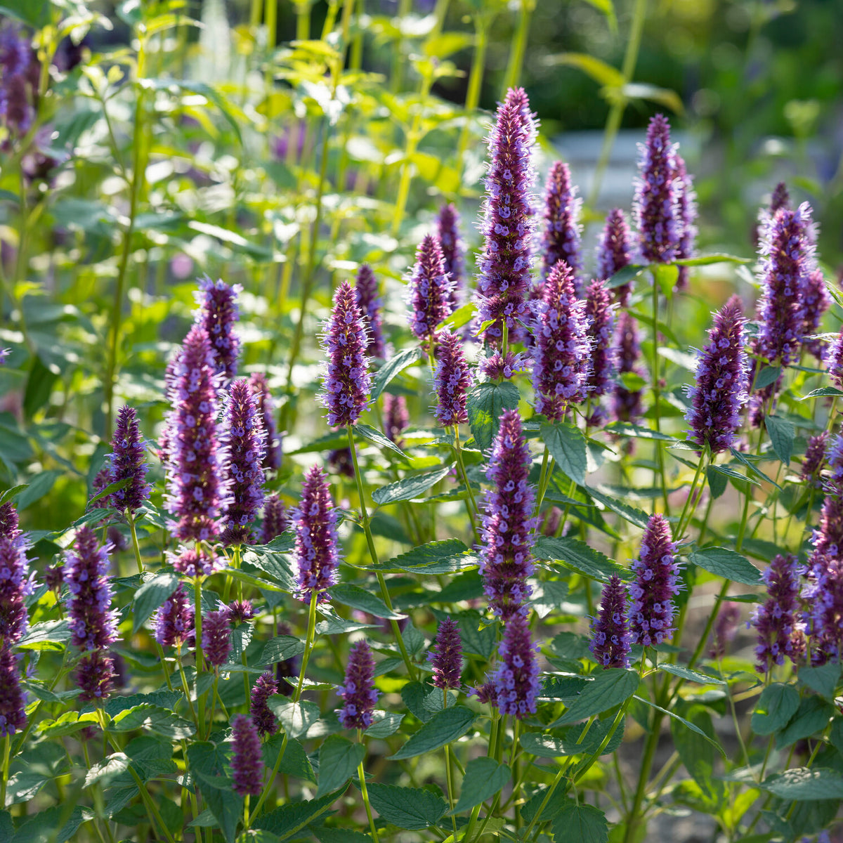 Agastache Agapd Beelicious® Purple - Dropplant Beelicious Purple - Agastache