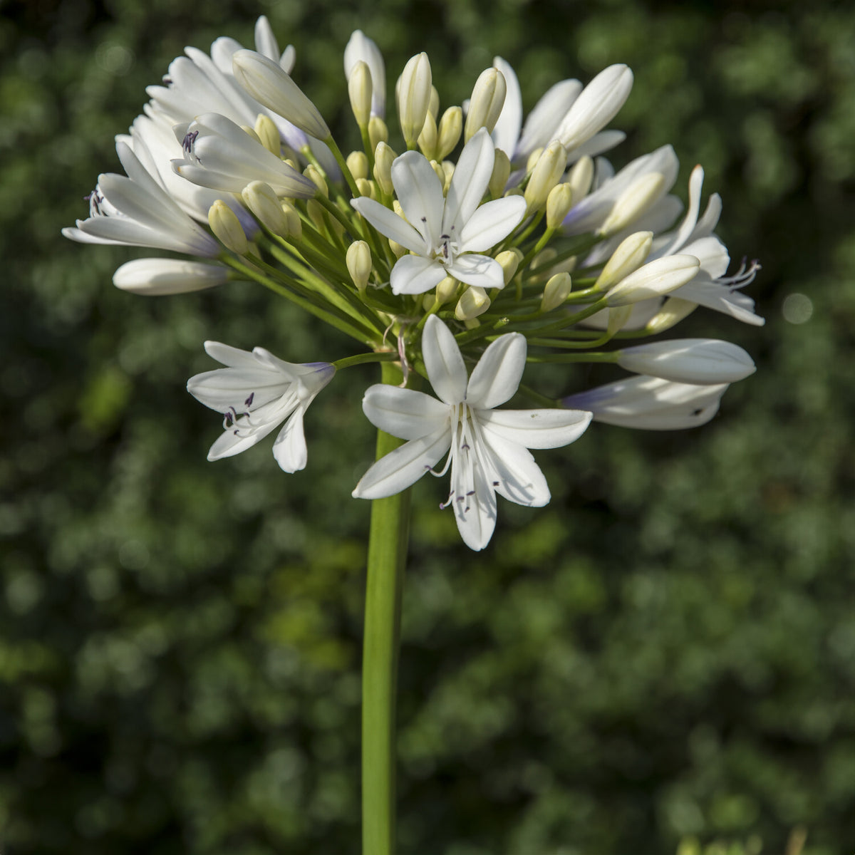 Afrikaanse lelie Enigma - Agapanthus Enigma - Bakker
