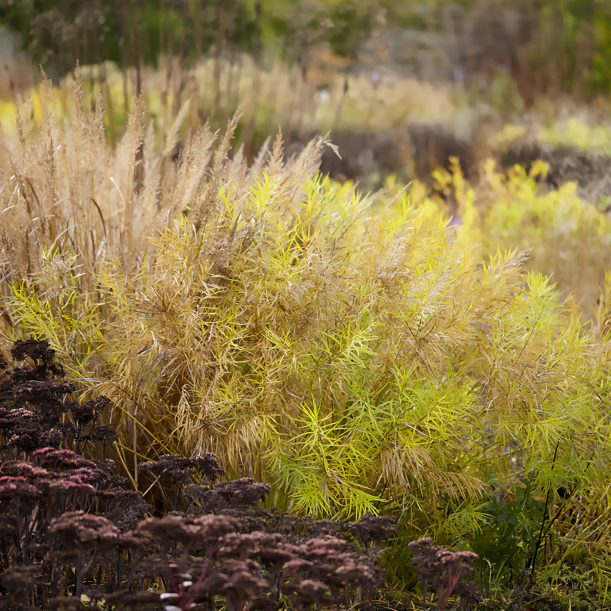 Vaste planten - Blauwe ster hubrichtii - Amsonia hubrichtii