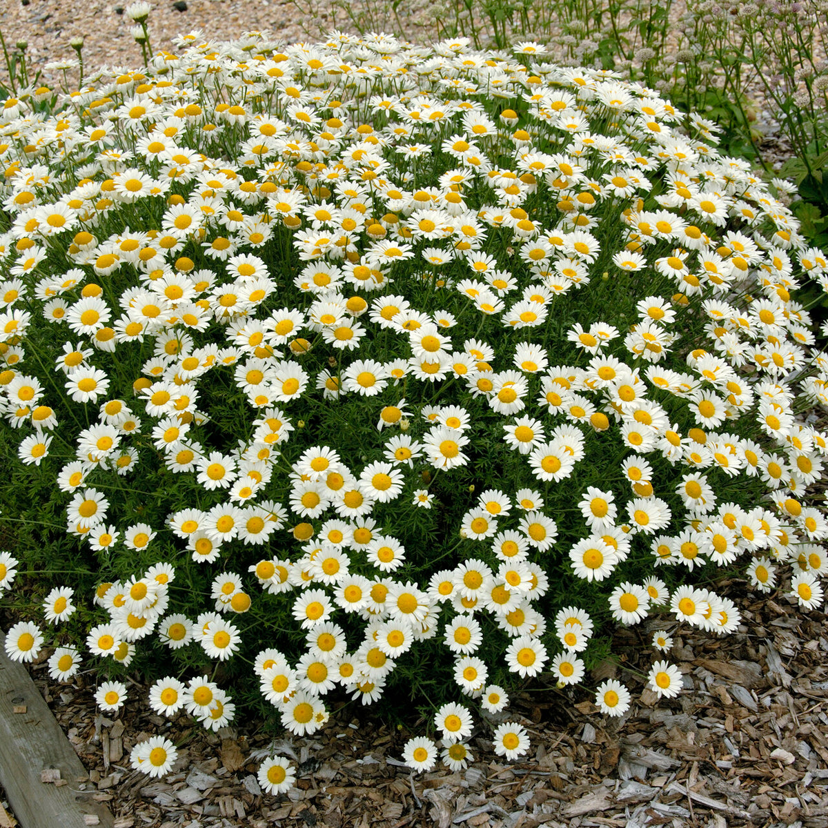 Verfkamille Sauce Hollandaise - Anthemis x hybrida Sauce Hollandaise - Bakker