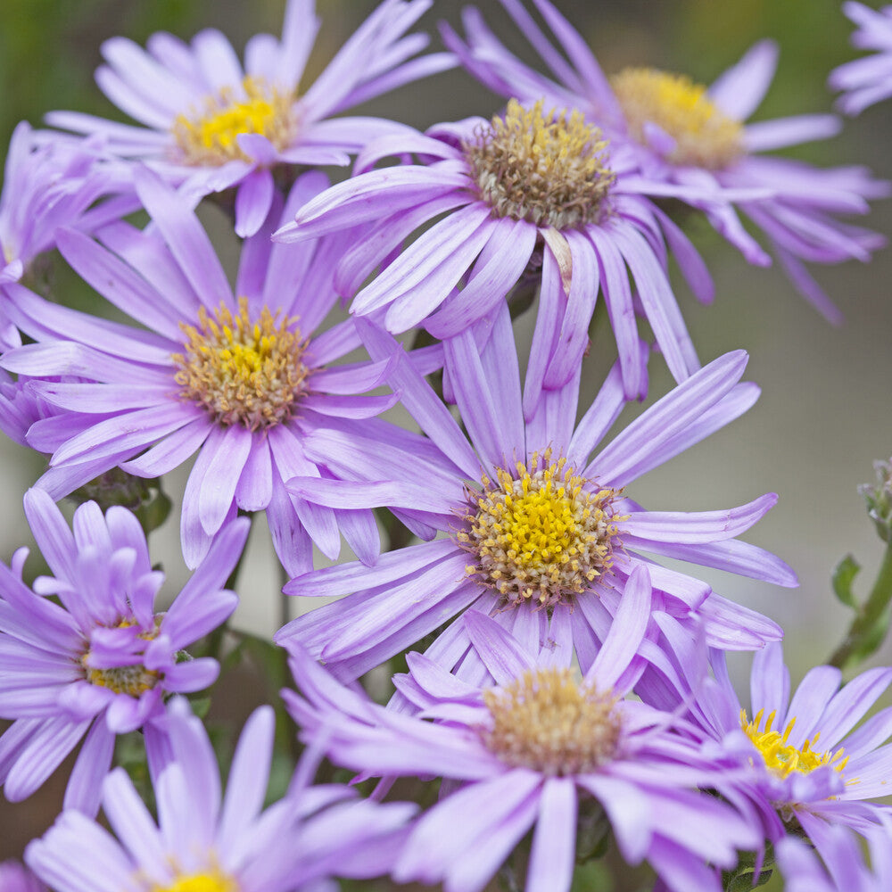 Aster Rosa Erfüllung Oeil de Christ - Aster amellus Rosa Erfüllung - Bakker
