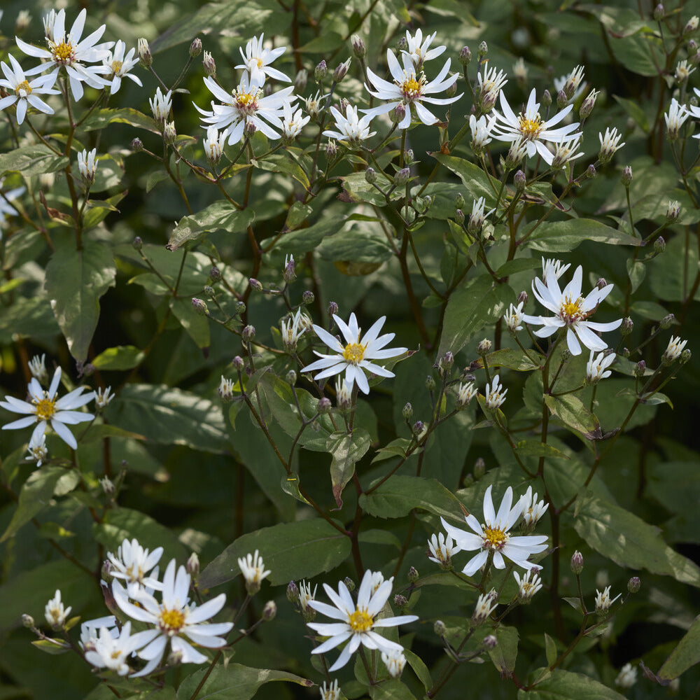 Aster divariqué - Aster divaricatus - Bakker
