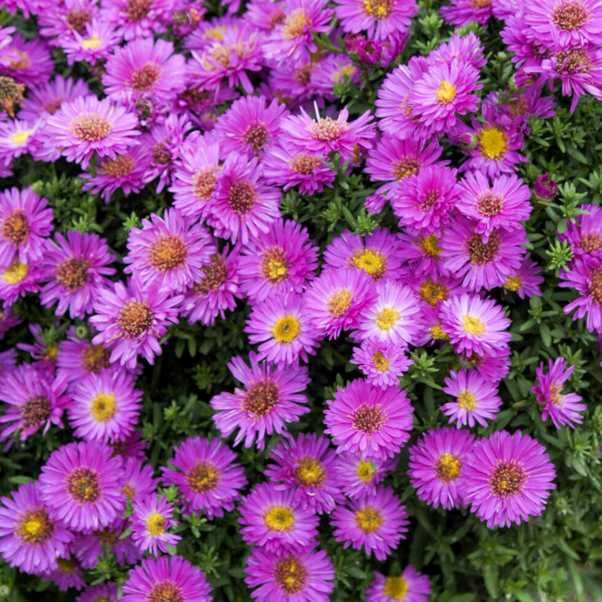 Herfstaster 'Starlight' - Bakker