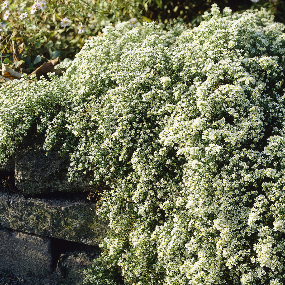 Aster - Aster Snowflurry - Aster ericoides Snowflurry
