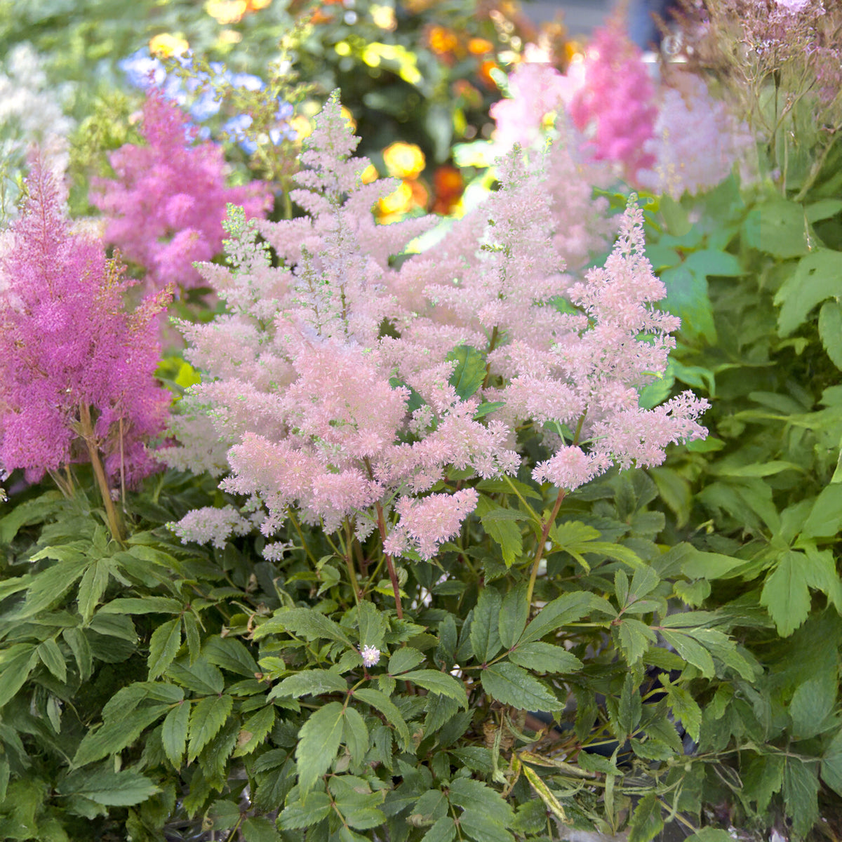 Astilbe japonica Europa - Pluimspirea 'Europa' - Bloeiende vaste planten