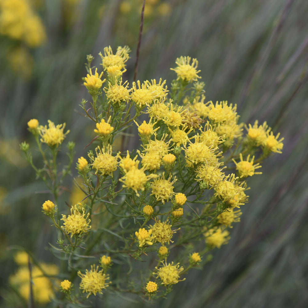 Kalkaster - Aster linosyris - Bakker