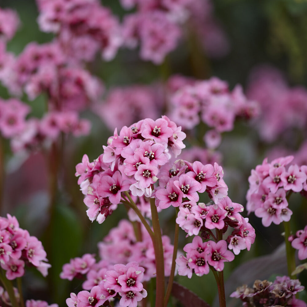Bergenia cordifolia - Schoenlappersplant - Bergenia