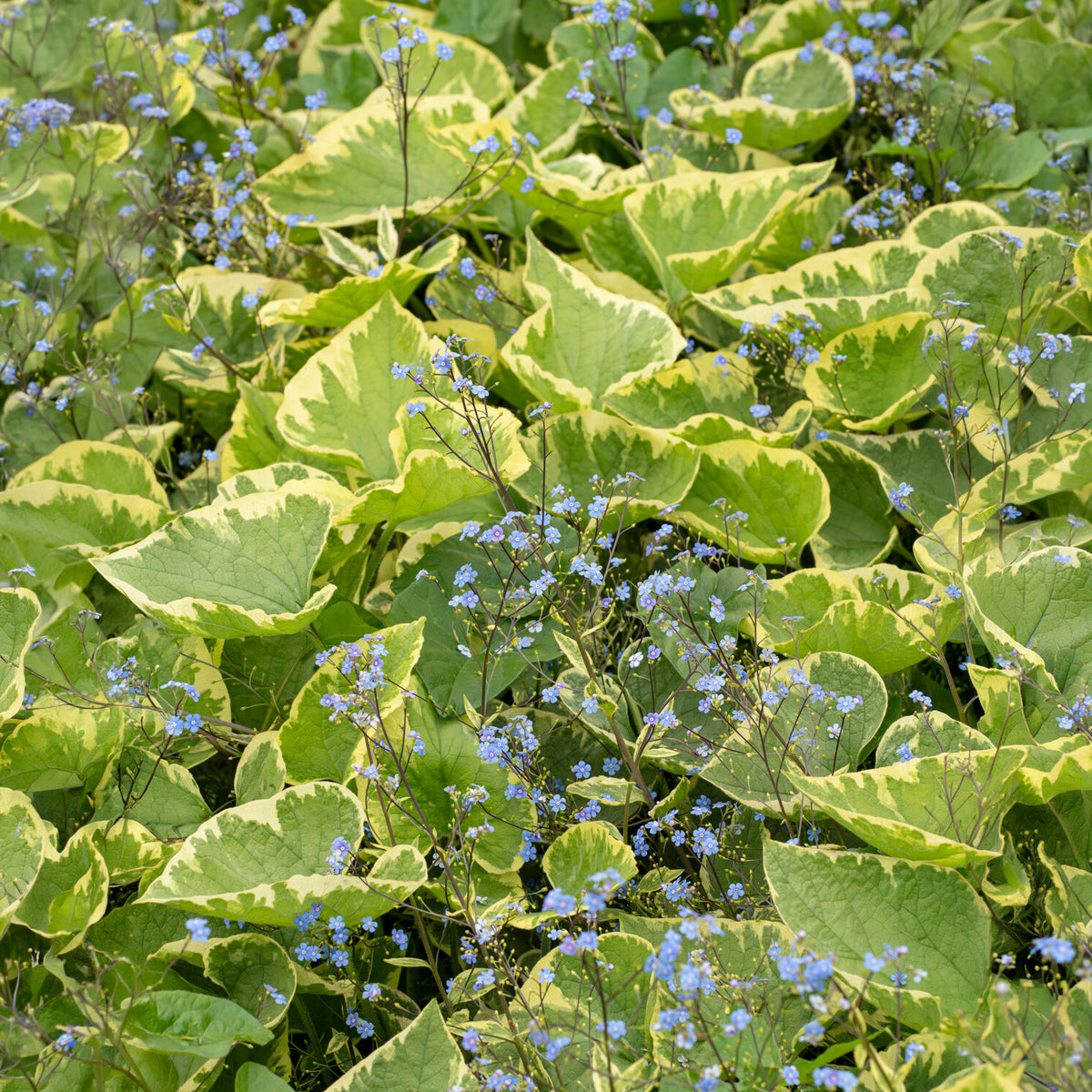 Brunnera macrophylla Hadspen Cream - Kaukasisch vergeet-mij-nietje Hadspen cream - Myosotis