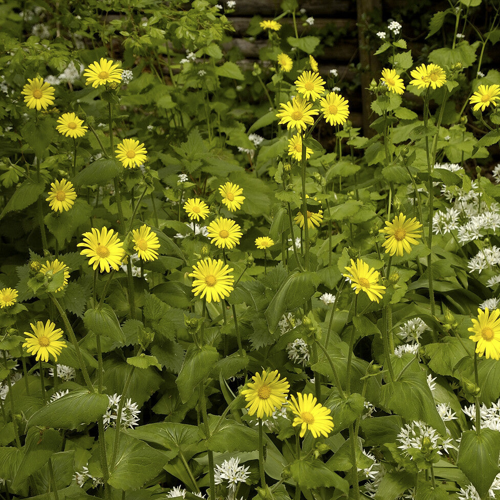 Koeieoog - Buphthalmum salicifolium - Bakker