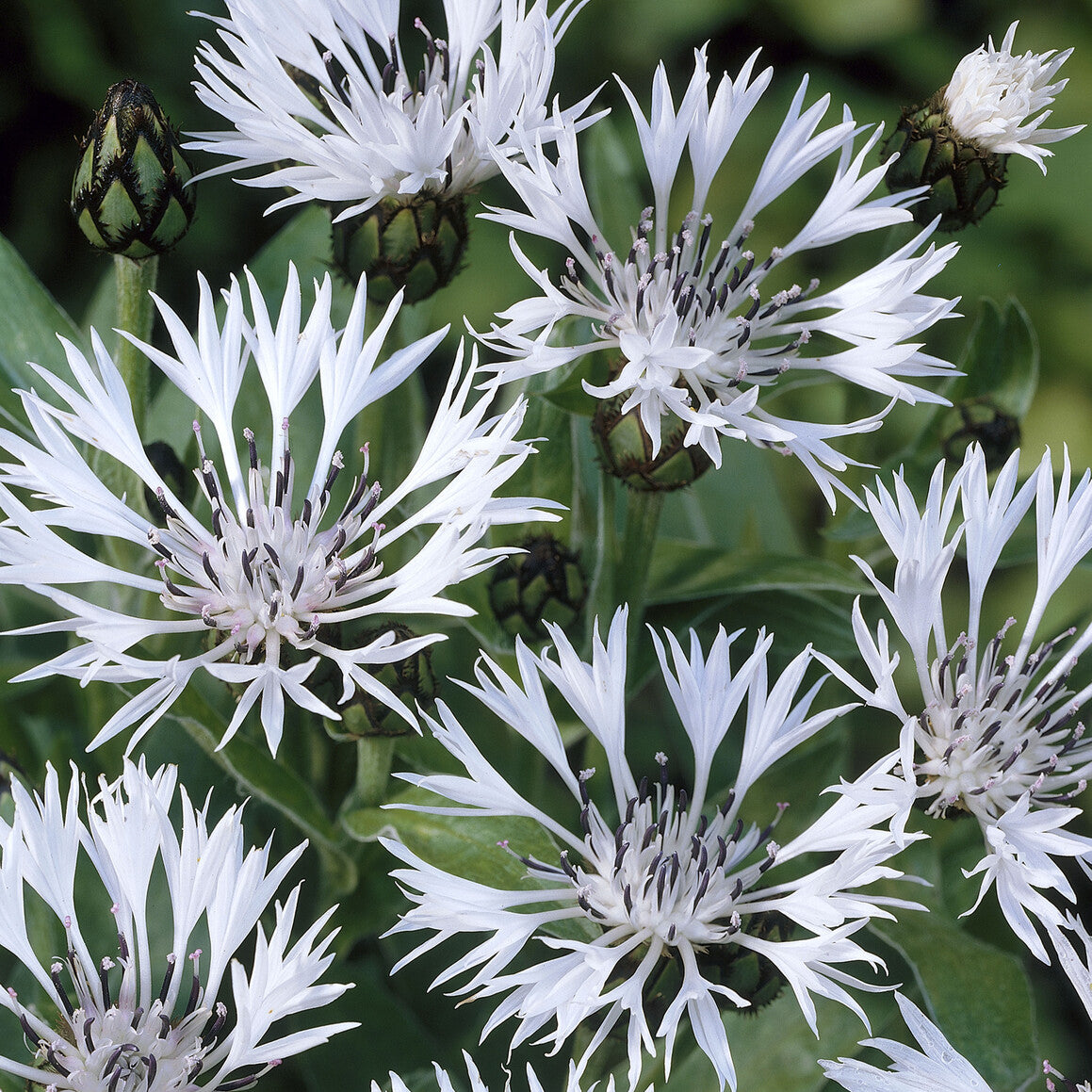 Centaurea montana Alba - Korenbloem 'Alba' - Korenbloem