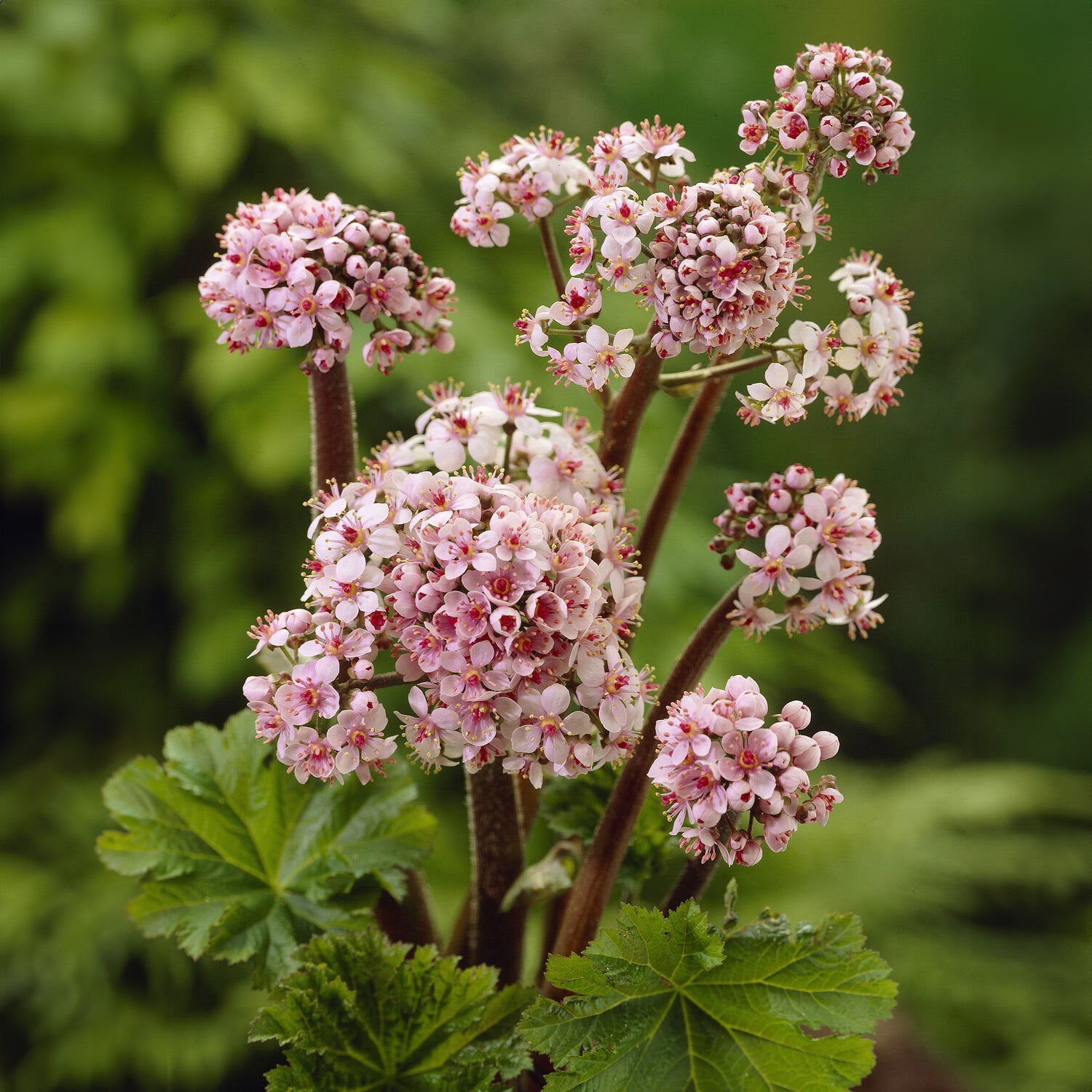 Schildblad - Darmera peltata - Bakker