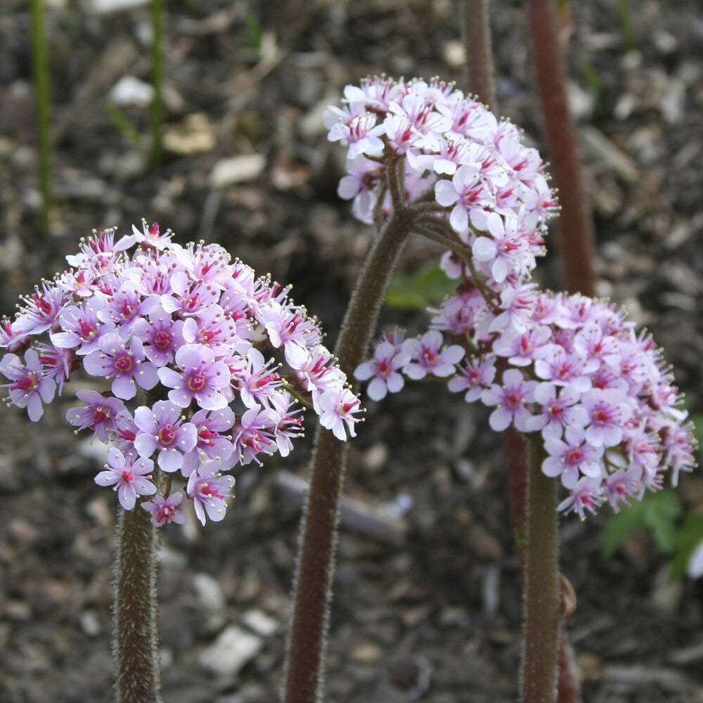 Darmera peltata - Schildblad - Bloeiende vaste planten
