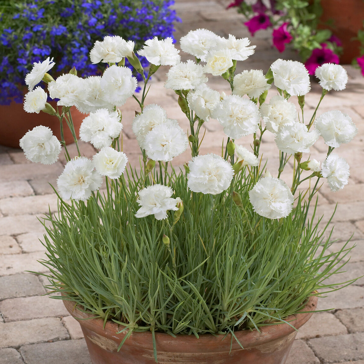 Grasanjer 'Haytor White' - Bakker