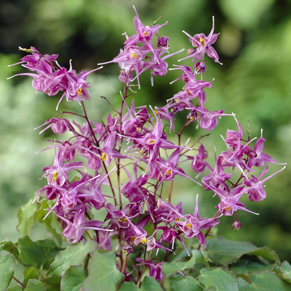 Elfenbloem - Epimedium grandiflorum Lilafee - Bakker