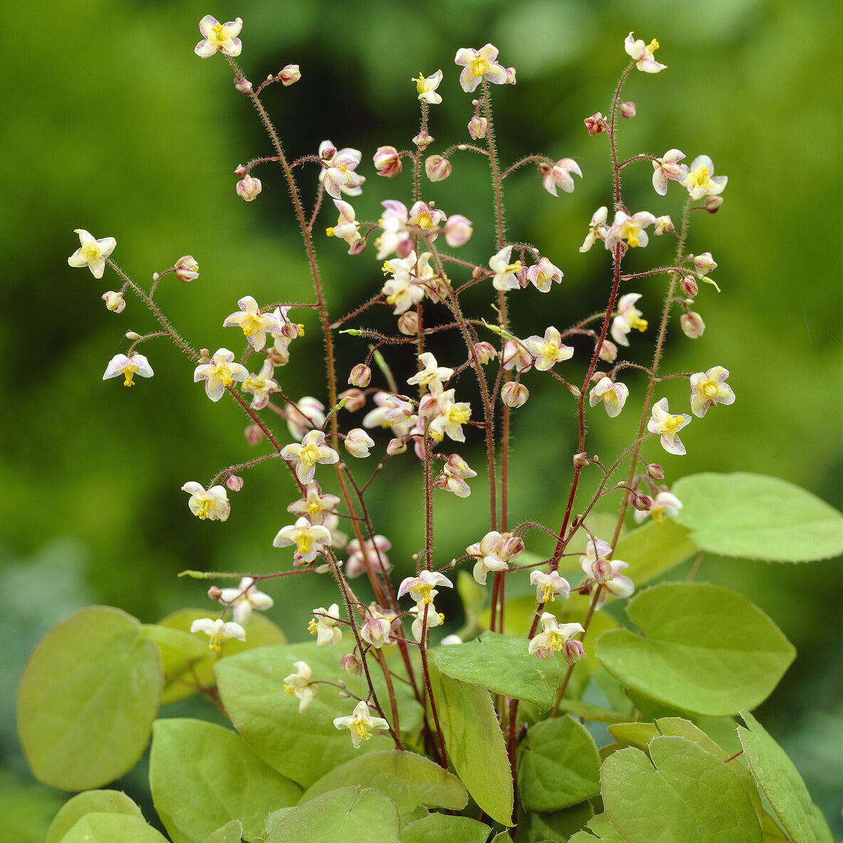 Elfenbloem pubigerum - Epimedium pubigerum - Bakker