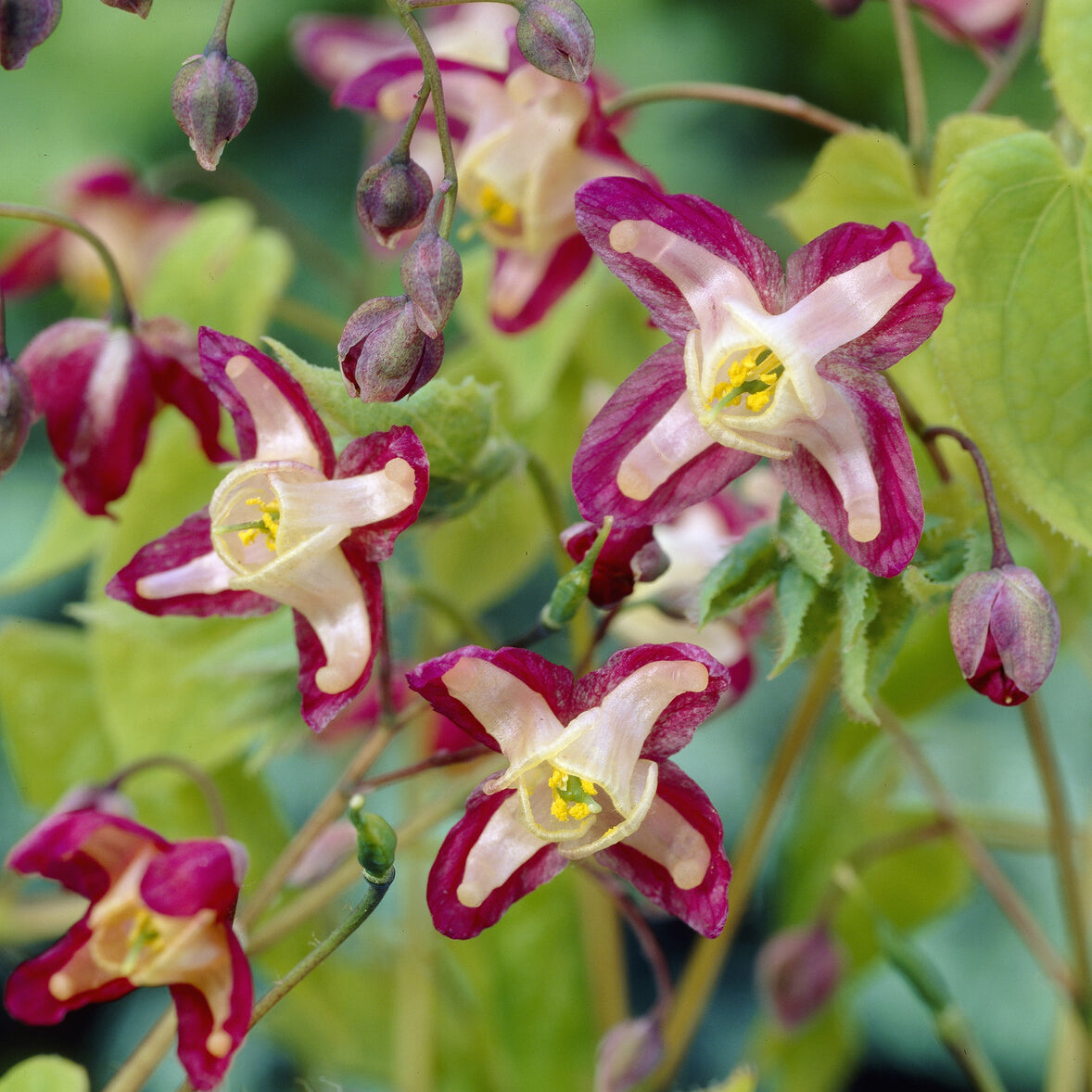 Verkoop Elfenbloem red - Epimedium rubrum