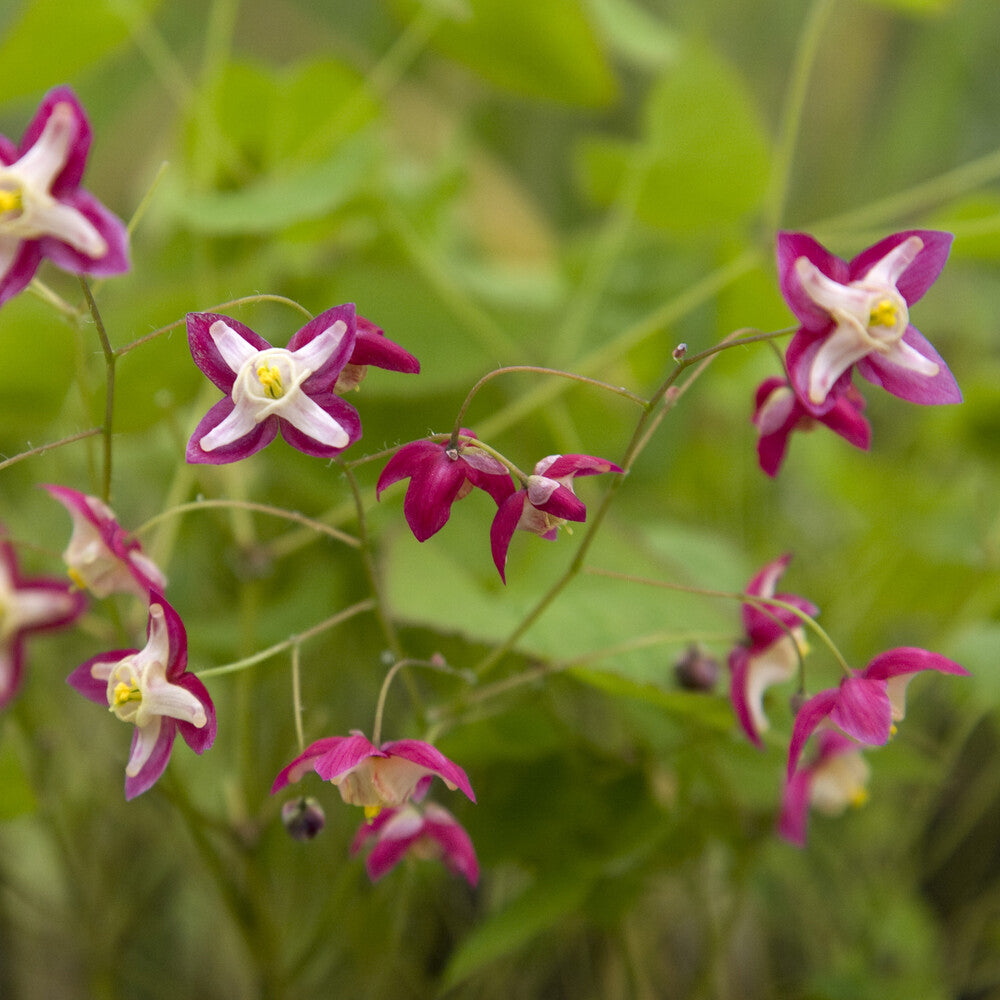 Elfenbloem red - Epimedium rubrum - Bakker