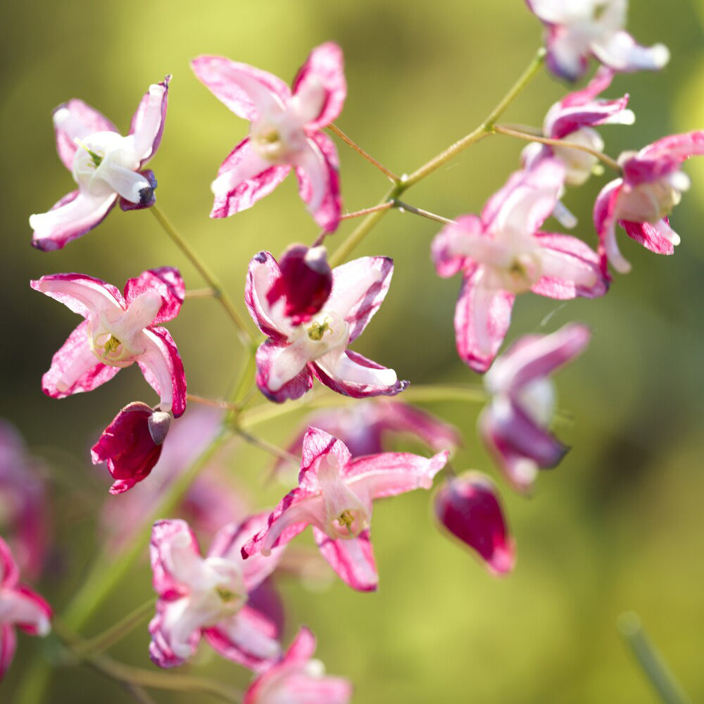 Epimedium - Elfenbloem red - Epimedium rubrum