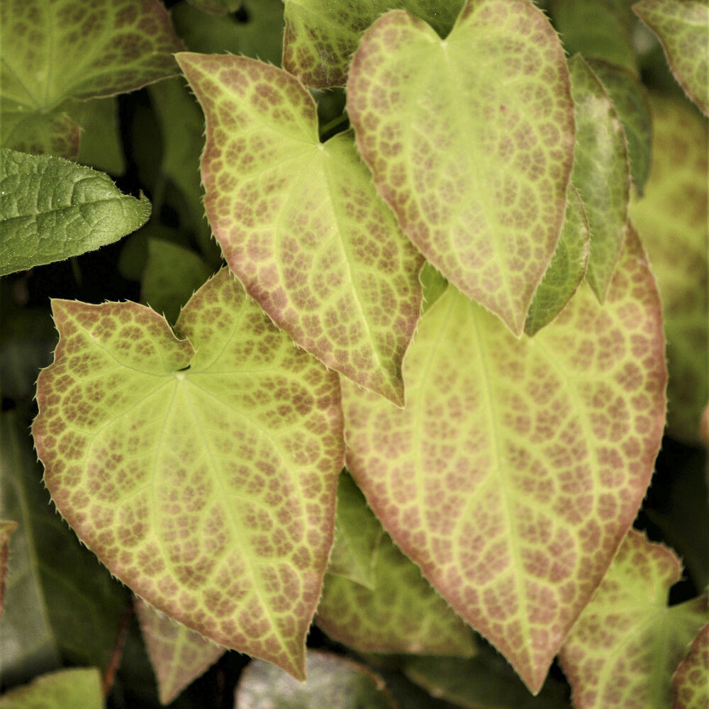 Verkoop Elfenbloem red - Epimedium rubrum