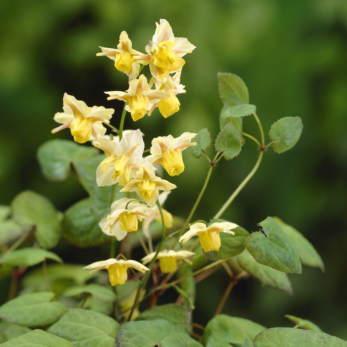 Elfenbloem Sulphureum - Bakker