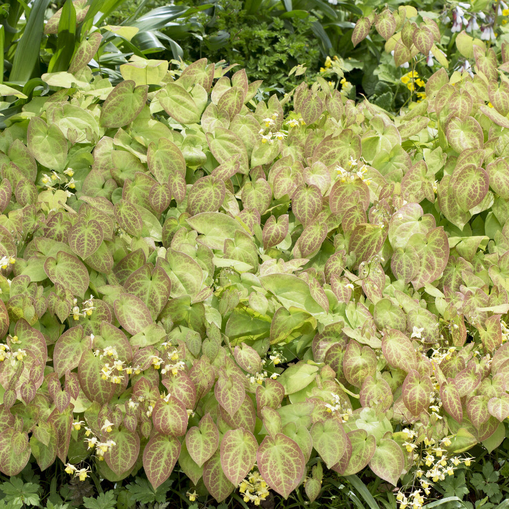 Elfenbloem Sulphureum - Epimedium versicolor Sulphureum - Bakker