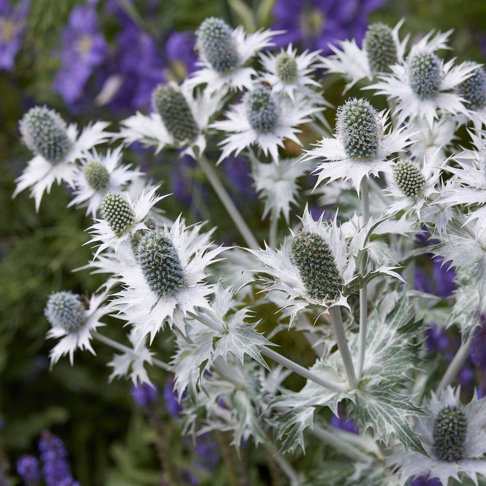 Eryngium giganteum - Kruisdistel - Kruisdistel