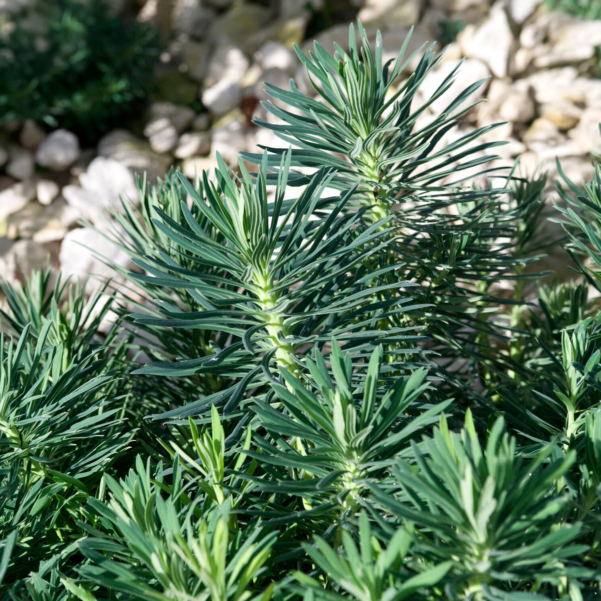 Wolfsmelk Blue Wonder - Euphorbia characias blue wonder - Bakker