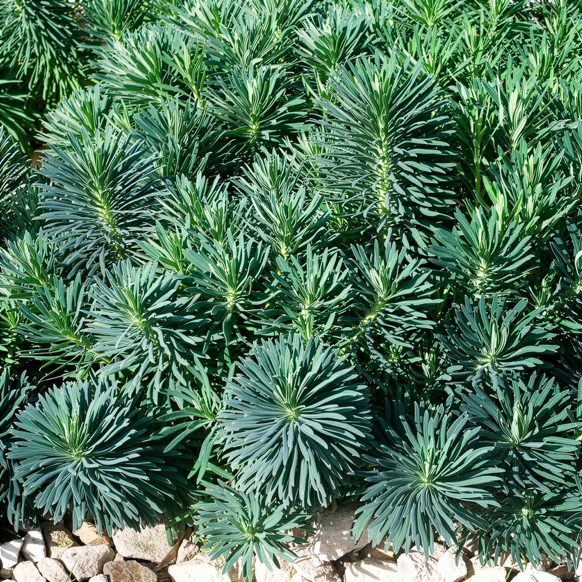 Wolfsmelk - Wolfsmelk Blue Wonder - Euphorbia characias blue wonder