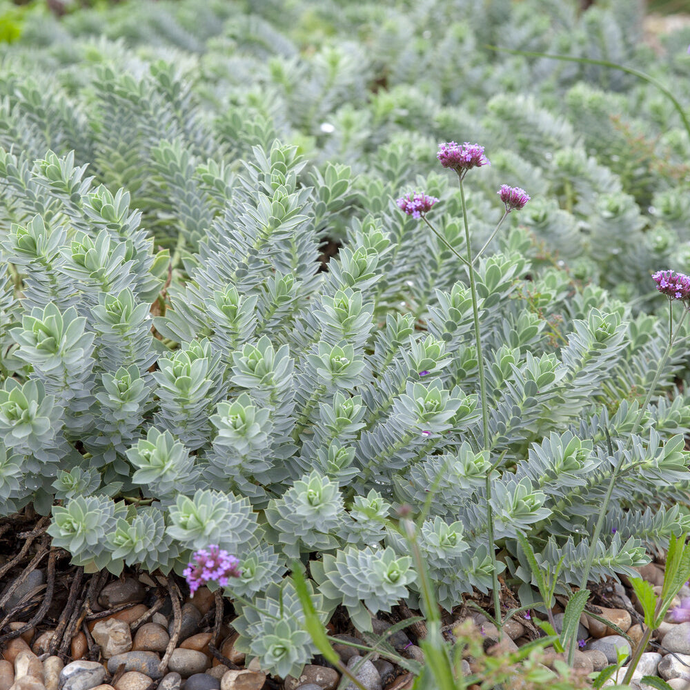 Verkoop Wolfsmelks Corse - Euphorbia myrsinites