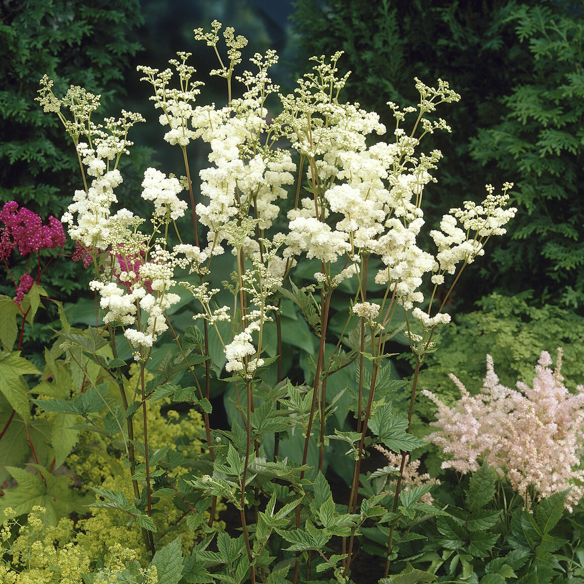 Knolspirea Plena - Filipendula ulmaria Plena - Bakker
