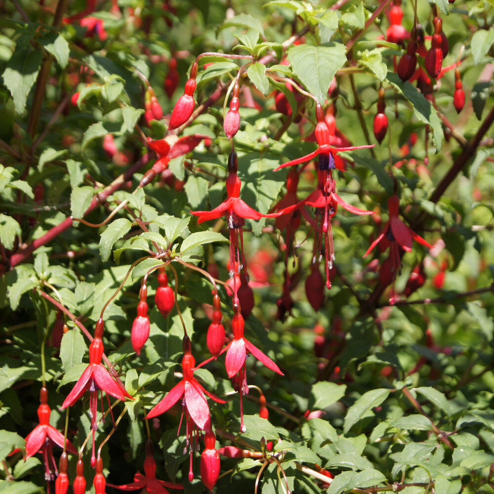 Bellenplant 'Riccartonii' - Fuchsia magellanica Riccartonii - Bakker