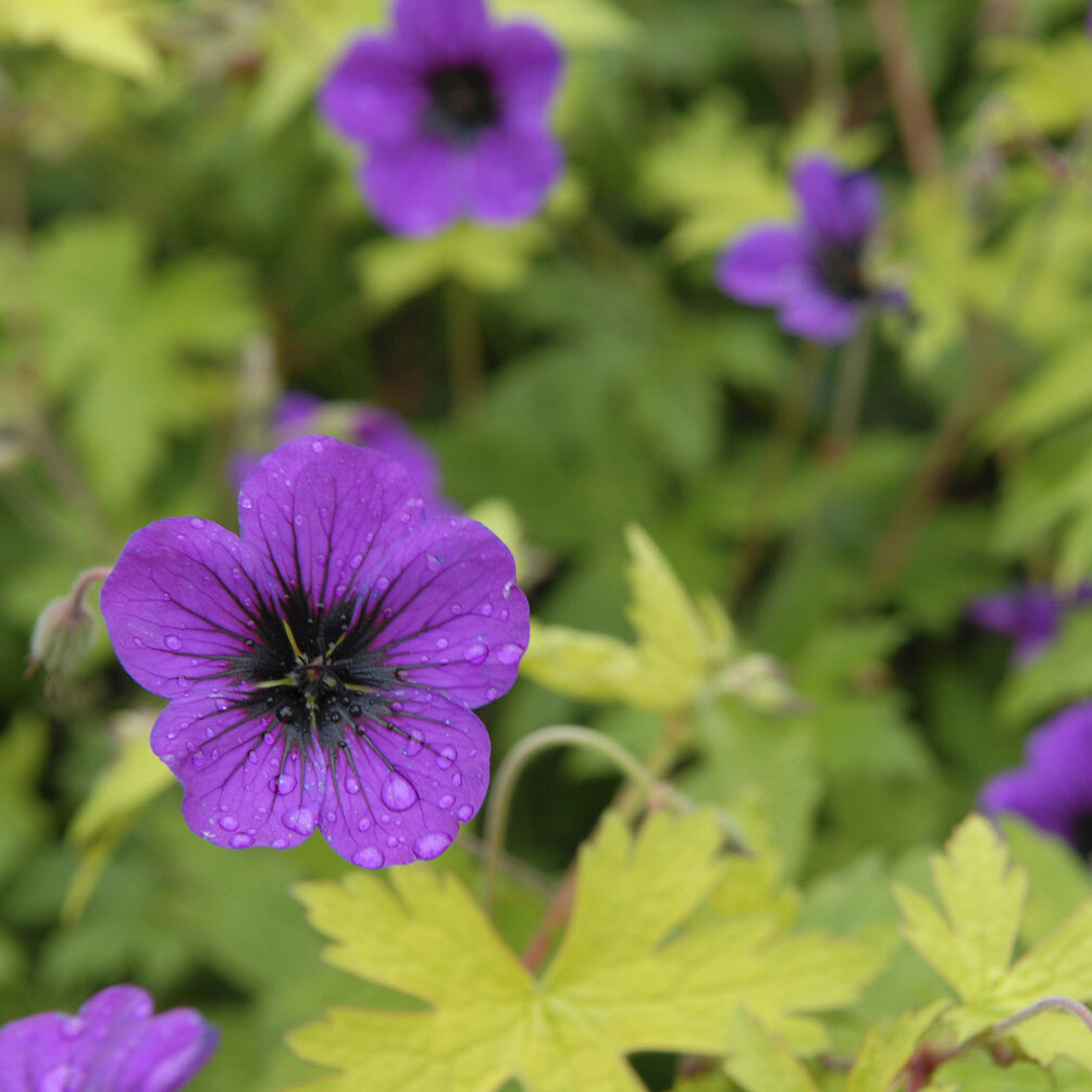 Ooievaarsbek Ann Folkard - Geranium Ann Folkard - Bakker