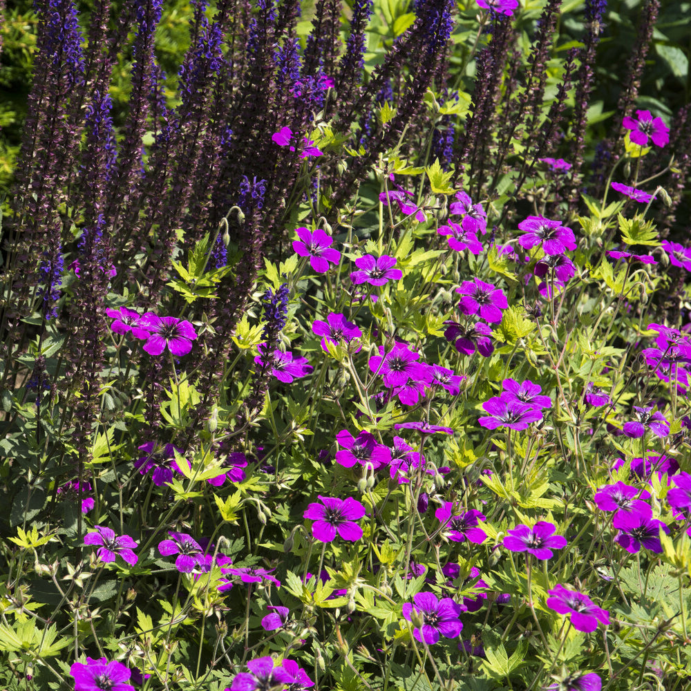 Geranium Anne Thomson - Ooievaarsbek Anne Thomson - Geraniums