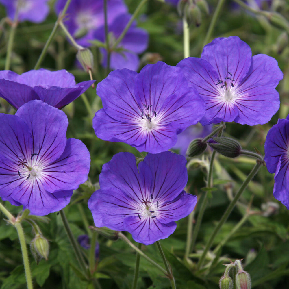Ooievaarsbek Orion - Geranium orion - Bakker