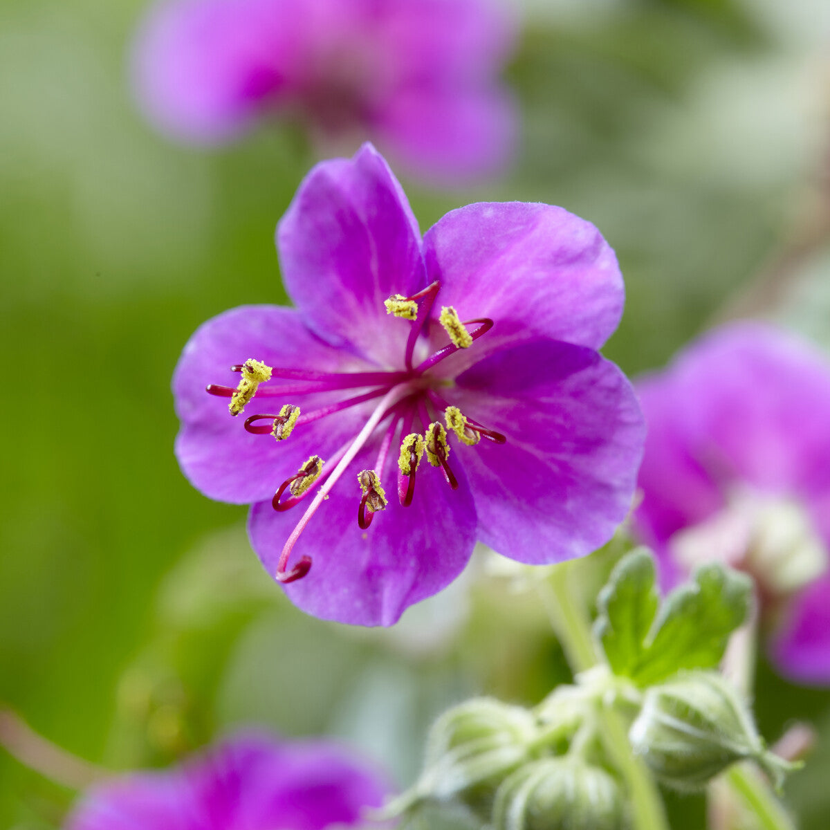 Geraniums - Ooievaarsbek Czakor - Geranium macrorrhizum Czakor