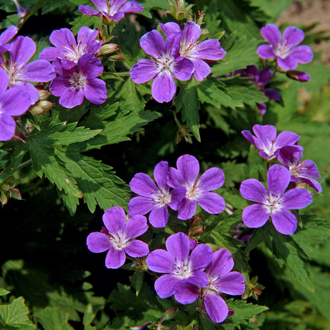 Geranium sylvaticum Mayflower - Ooievaarsbek Mayflower - Geraniums