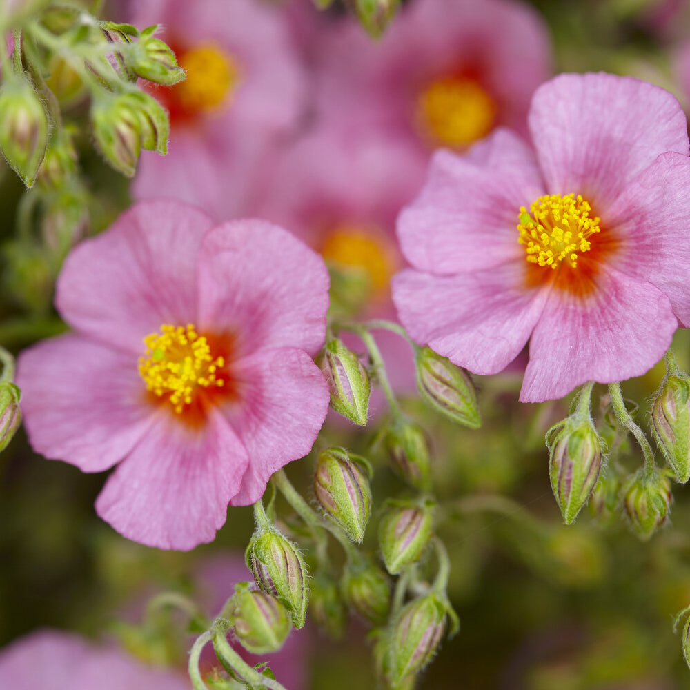 Helianthemum Lawrenson's Pink - Zonneroosje Lawrensons Pink - Helianthemum
