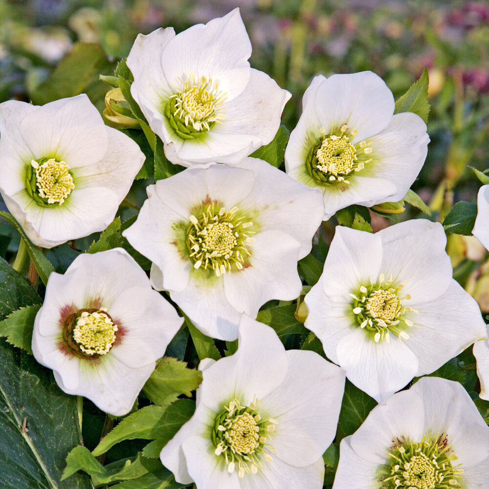Kerstroos White Lady - Bakker