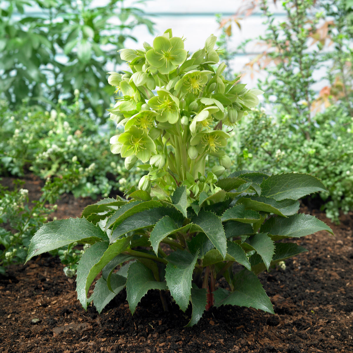 Kerstroos Stern - Helleborus sternii - Bakker