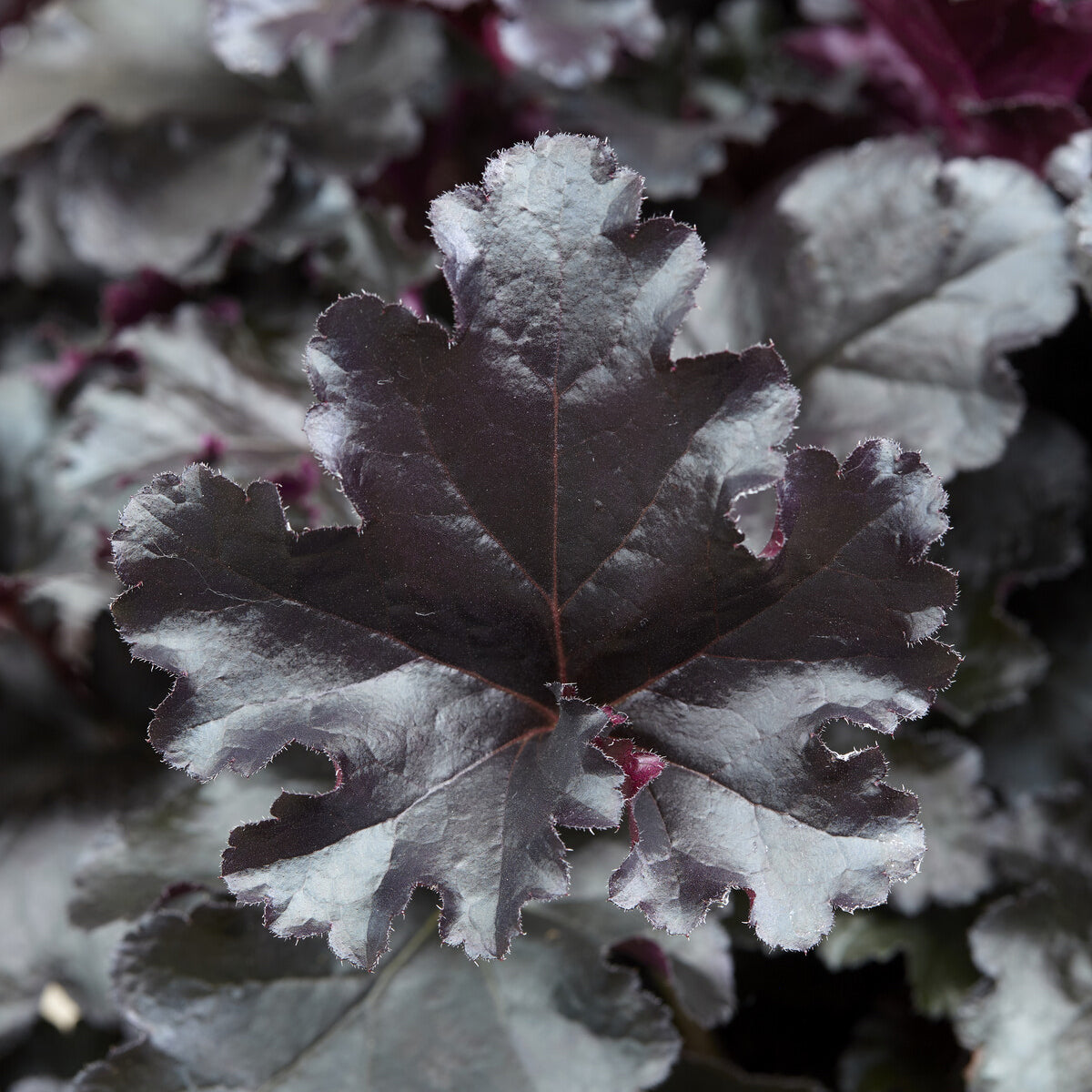 Purperklokje Black Pearl - Heuchera Black Pearl - Bakker